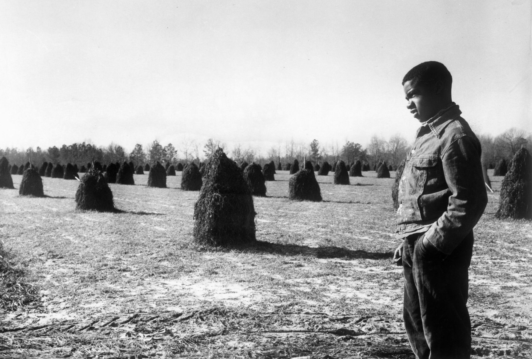 Peanut field